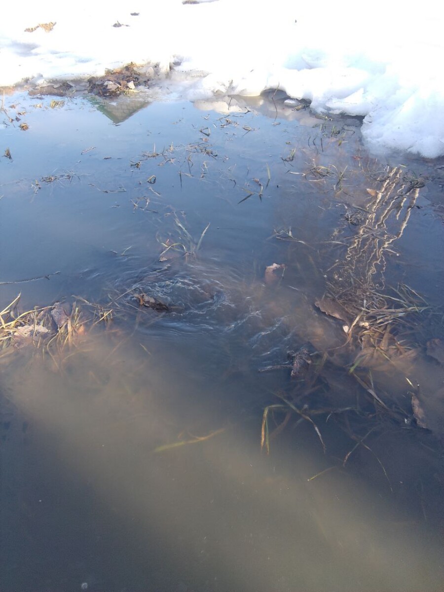 Речка из городской канализации течет в Новозыбкове 
