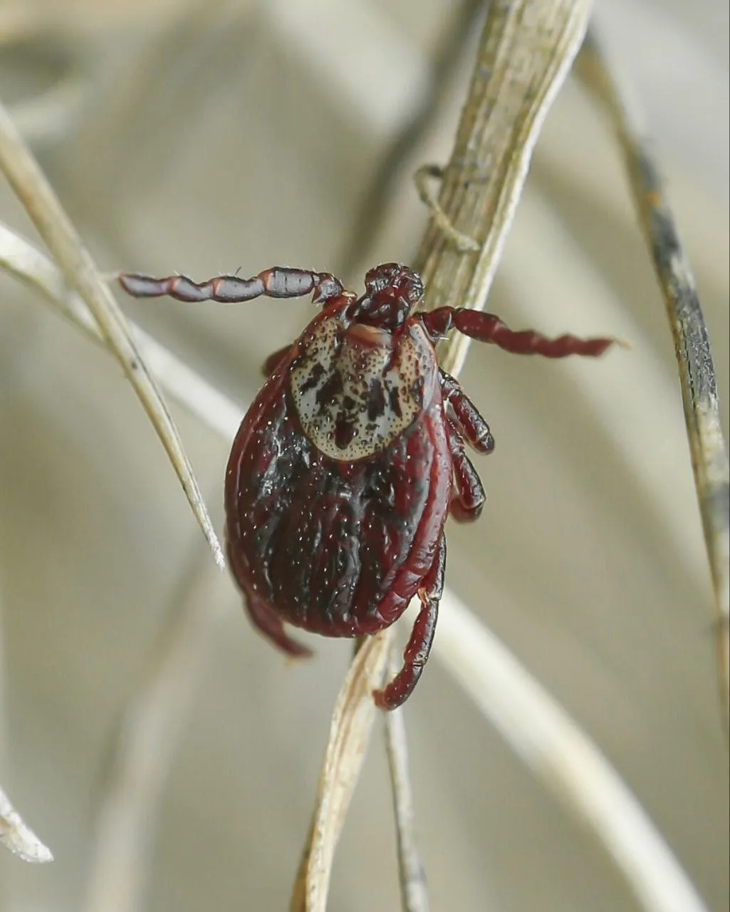 Клещи тоже перезимовали, предупреждают специалисты заповедника «Брянский лес»