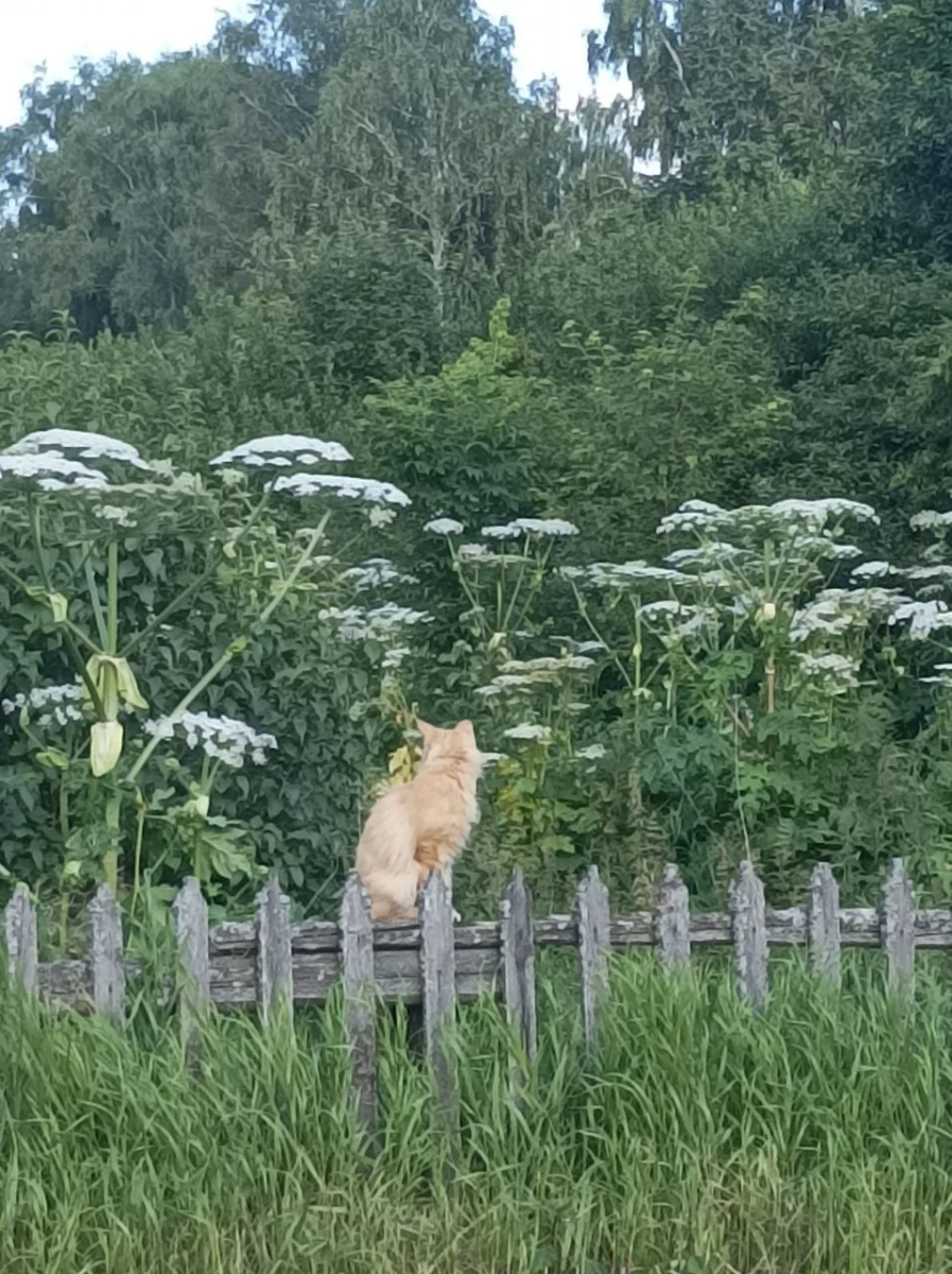 Штрафовать за борщевик и другие опасные растения на дачах уже в начале лета