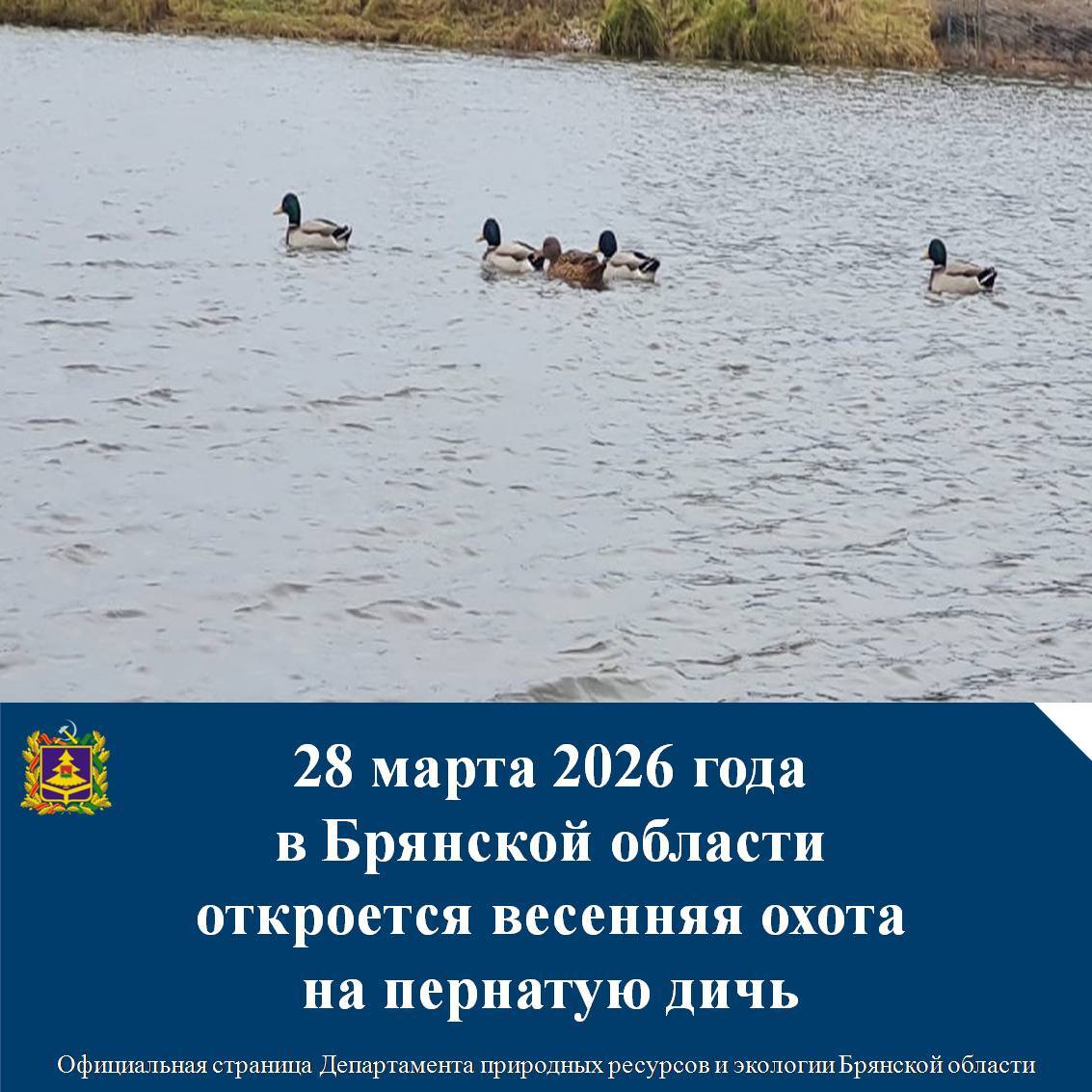 Любительская и спортивная охота на пернатую дичь в Брянской области откроется с утренней зари