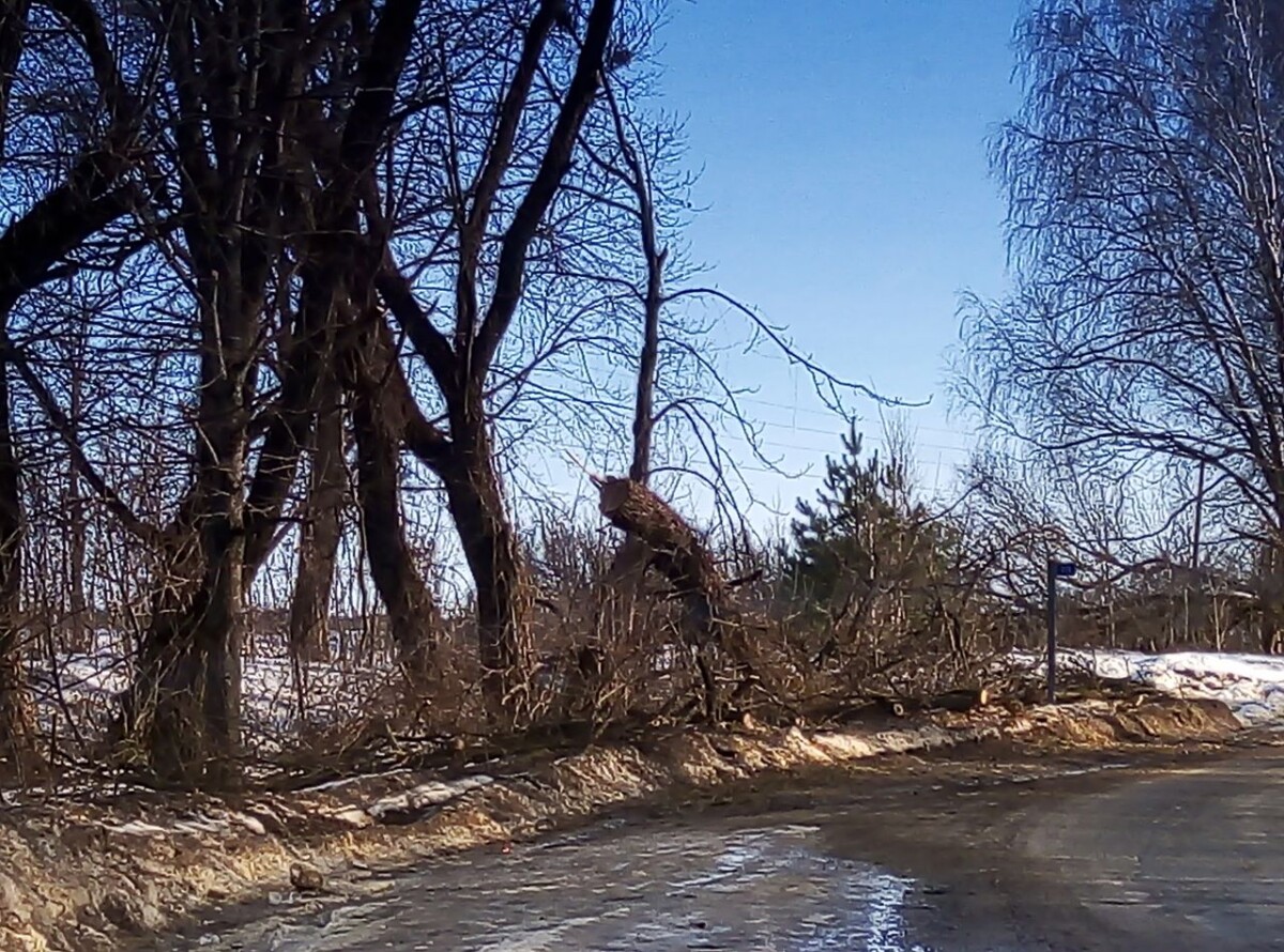 А вдоль дороги в Новозыбковском округе сплошь сучья да обрубки