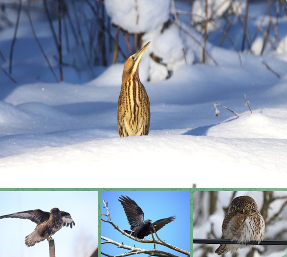 В Брянской области любители пернатых наблюдали за птицами с помощью объектива
