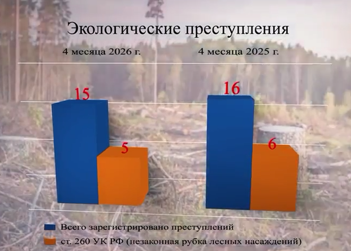 Незаконная рубка леса лидирует среди экологических преступлений в Брянской области