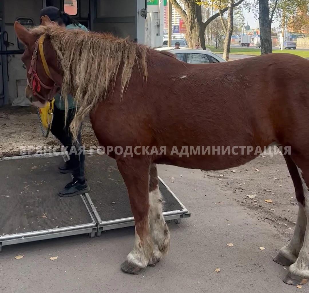 Первую «бродячую» кобылу отправили в пункт временного содержания в Брянске